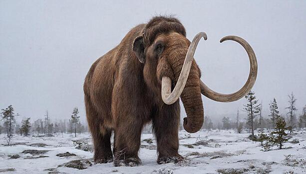 Сибирь остается последней надеждой для искателей живых мамонтов