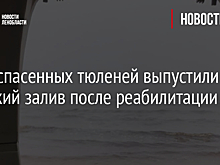 Двух спасенных тюленей выпустили в Финский залив после реабилитации