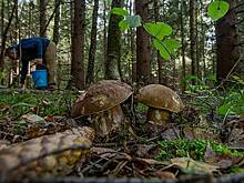 В Тульской области нашли редчайшее растение