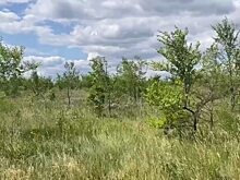 Саратовские чиновники нашли нарушения на 12 участках сельхозназначения