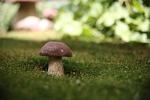 Тихая охота: как собрать безопасные для здоровья грибы
