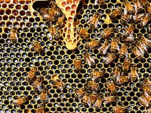 Массовая гибель пчел произошла в Алтайском крае