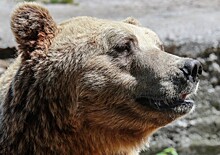Медведь и россиянин «подрались» за тапки на трассе и попали на видео