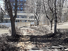 Жительница: Ремонт саратовской набережной начался с повреждения кустарников и корней деревьев