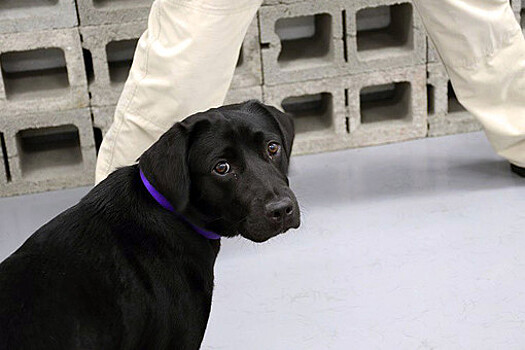ЦРУ уволило щенка Лулу из-за отказа искать взрывчатку