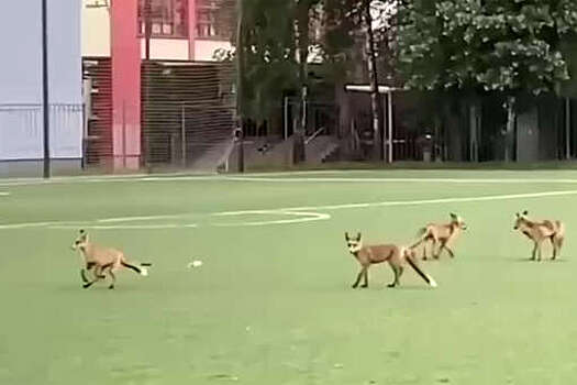 На севере Москвы сняли на видео семейство лис на школьном стадионе