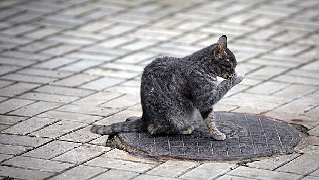 В Мосгордуме поддержали идею создания памятника бездомной кошке