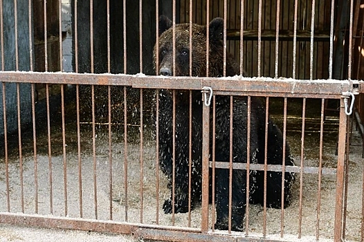 В Сочи проверят все турбазы, где содержатся дикие звери