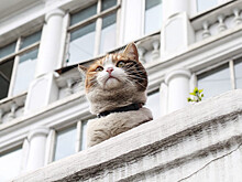 Приморцы занялись здоровьем питомцев, а не своим