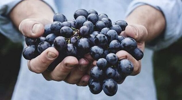 Виноградные косточки помогают от рака