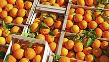 Зимбабве заинтересована в поставках апельсинов в РФ