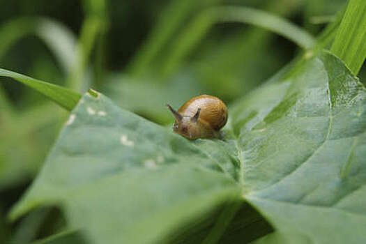 Итальянская улитка сломала светофор, что привело к жесткой аварии