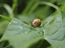 Итальянская улитка сломала светофор, что привело к жесткой аварии