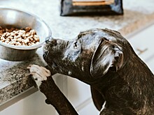 Россельхознадзор: недопустима продажа запрещенных кормов в интернете