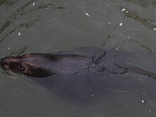 Тюлень пропал: в Геленджике отрицают передачу млекопитающего из Крыма