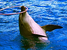 В Ейске в зоопарке "Крокодиловый каньон" сгорел дельфинарий