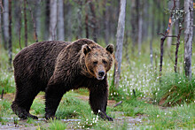 СК возбудил дело после массового отравления медвежатиной в Томской области