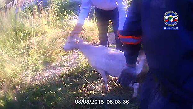 Спасатели поехали доставать из колодца собаку, оказалось, что там сидит ещё и коза