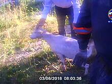 Спасатели поехали доставать из колодца собаку, оказалось, что там сидит ещё и коза