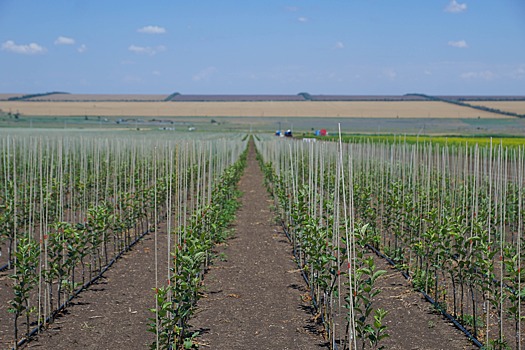 Новые сады на 250 гектарах появятся на Ставрополье в этом году