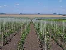 Новые сады на 250 гектарах появятся на Ставрополье в этом году