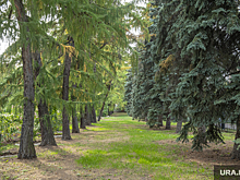 Пермяки собирают подписи против стройки велодорожек в Черняевском лесу