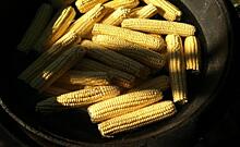 Из Курской области в Беларусь, Латвию и Монголию отправлено 133 тыс. тонн зерна кукурузы