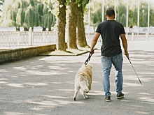 Как россиянам с инвалидностью получить собаку-поводыря: разъяснение Минтруда