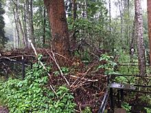 В Подмосковье Невзоровское кладбище завалило упавшими деревьями