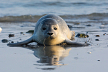 В плавучем доке во Владивостоке нашли тюленя