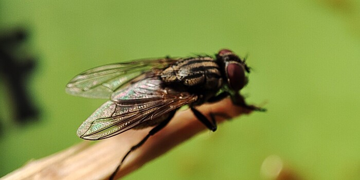 Личинки мух будут каждый год поедать 55 тысяч тонн бытовых отходов в Подмосковье