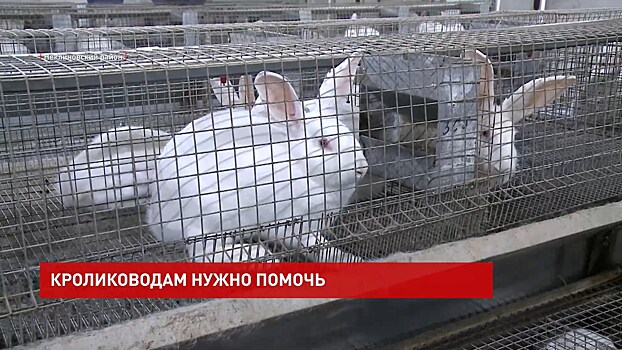 На круглом столе в донском парламенте обсудили меры поддержки кролиководства