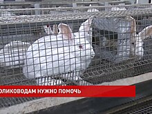 На круглом столе в донском парламенте обсудили меры поддержки кролиководства