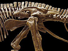 Один из самых важных этапов истории: найдены останки последних выживших динозавров