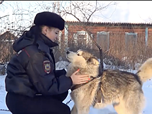 В Кузбассе сотрудница полиции отбила хаски от стаи бродячих собак