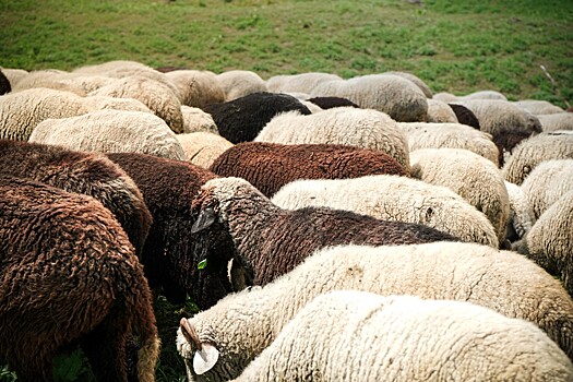 Отрасль овцеводства является самой депрессивной в плане реализации своей продукции — Джамбулат Хатуов