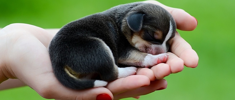 Обязательную регистрацию собак хотят ввести в Нижегородской области