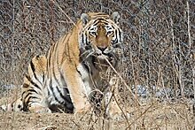 Новая надежда: молодая самка амурского тигра появилась в зоосаде "Приамурский"