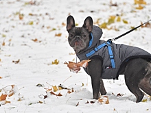 Кинологи рассказали, как правильно подобрать одежду собаке