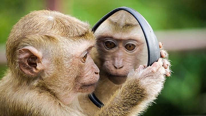 Эксперт оценил предложение переименовать оспу обезьян