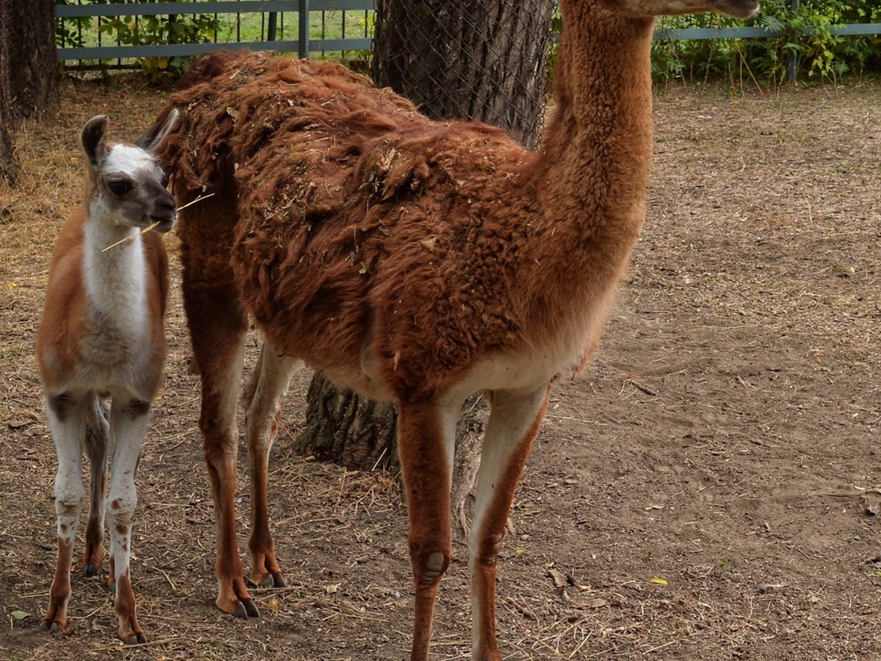 Носорог в зоопарке. Московский зоопарк звери. Пятнистый жираф. Млекопитающие московского зоопарка. Тапир в московском зоопарке.