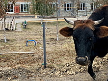 В Ингушетии на 8,8% увеличилось производство скота и птицы