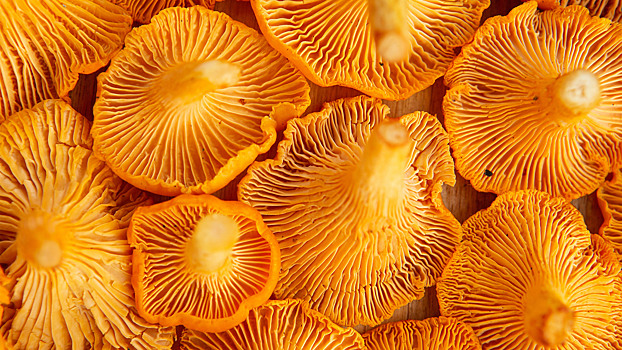 Что приготовить из лисичек: 3 рецепта для летнего пира