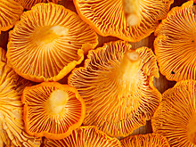 Что приготовить из лисичек: 3 рецепта для летнего пира