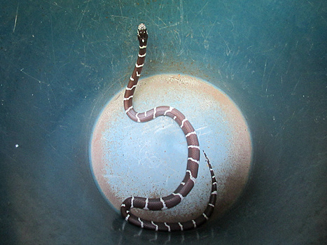 В Терновке внутри помещений за сутки найдены две живые змеи
