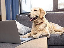 Не хуже "Фейсбука": как животные создают свои социальные сети