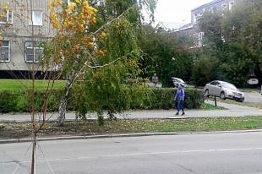 На улице Никитина в Барнауле высаживают колоновидные тополя