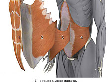 Как сделать плоский живот за месяц с помощью упражнения «Вакуум»