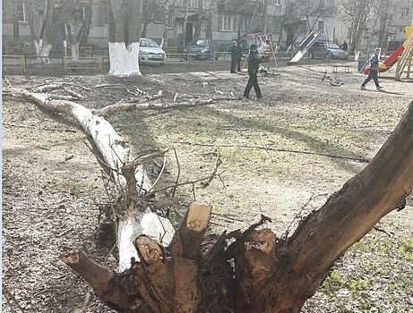 ЧП под окнами ДУКа. Огромное дерево упало на детскую площадку в Нижнем Новгороде