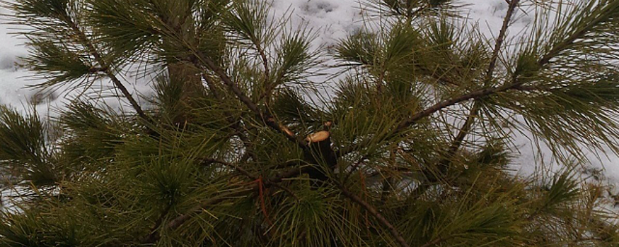 В Парке памяти Белгорода вандалы спилили елкам верхушки